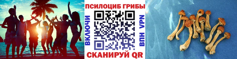 купить сайты блэк спрут как зайти Псилоцибиновые грибы Psilocybe Новый Уренгой